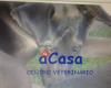 aCasa centro veterinario
