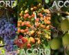 ACORD