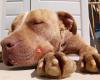ADEA VD Associació defensora d'animals abandonats Vilassar de Dalt
