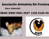 Adopciones De Asasf/asociación  Animalista  Sin Fronteras