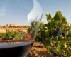 ADRI RIBERA DEL DUERO BURGALESA