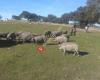 Agro-Campo Rio Sillo, S.L.