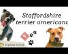 American Staffordshire terrier