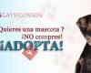 Amics dels gats i dels gossos