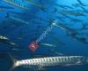 Anfibios Ibiza Water Sports and Scuba Diving