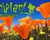 Aniplant