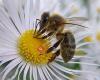 Apijuneda apicultura - Tienda de material apícola y productos de las abejas