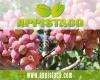 Appistaco Jaén