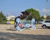 As Sporthorses
