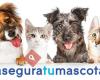 Asegura tu mascota