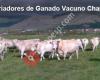 Asociación de Criadores de Ganado Vacuno Charolés de España