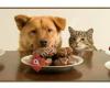 Asociacion Banco de alimentos para mascotas Ponferrada