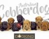 Australian Cobberdogs Family & Therapy Dogs - www.cobberdogking.com -