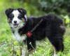 Australian Shepherd - Pastor Australiano 