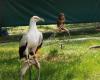 Aves rapaces de cabarceno