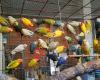 Aviario Mancha Real