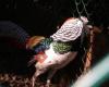 Avifauna