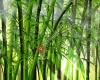 Bamboo centro de imagen y belleza.