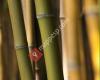 Bambu.sol