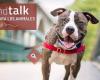 Bark & Talk