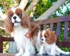 Bel Ami Cavalier King Charles Spaniel