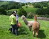 Bigbang Alpacas