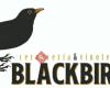 Blackbird Pontevedra