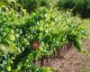 Bodega Serra de Cavalls