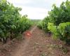 Bodegas Hnos. Lozano