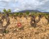 Bodegas Moraza
