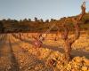 Bodegas Pigar