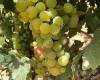 Bodegas Sonsierra