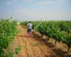 Bodegas Velasco