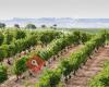 Bodegas Vinos Sanz