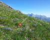 Botánico Alpino Picos De Europa