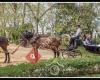 Caballos Carbonell Bodas Sevilla