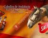 Caballos de Andalucia - Andalusian Horses