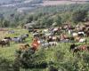 Caballos Para Vender