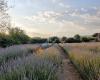 Campo de lavanda