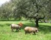 Casa Rural Dos Laureles