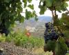 Celler Abelló