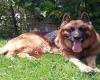 Centro Veterinario DON CAN