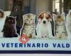 Centro Veterinario Valdehierro