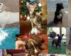 Centros Veterinarios Eclipse