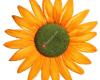 florcaldas.com