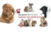 Clínica Veterinaria Alcossebre