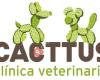 Clínica Veterinaria Cacttus