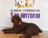 Clínica Veterinaria  San  Antonio