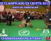 Club Canino Torrepalma