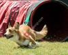 Club d'agility Cànic